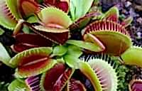 Dionaea muscipula | Mucholapka podivná | 2 dospělé rostliny