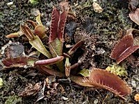 Dionaea muscipula | Mucholapka podivná | Archangel