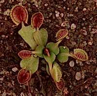 Dionaea muscipula | Mucholapka podivná | Cup Trap