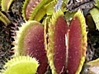 Dionaea muscipula | Mucholapka podivná | klon Big Dracula