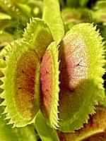 Dionaea muscipula | Mucholapka podivná | klon Coq Couche x Up Giant