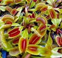 Dionaea muscipula | Mucholapka podivná | klon Flexx