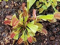 Dionaea muscipula | Mucholapka podivná | klon Le Grosse Guigi