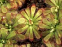 Drosera aliciae | Rosnatka alicina