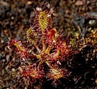 Drosera anglica | Rosnatka anglická