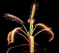 Drosera capensis - růžovokvětá | Rosnatka kapská | africká rosnatka