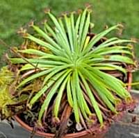 Drosera lanata x dilatato-petiolaris | kříženec rosnatek okruhu petiolaris