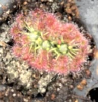 Drosera nitidula x occidentalis | australská trpasličí rosnatka | 2 - 4 rostliny