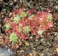 Drosera occidentalis | Beermullah | australská trpasličí rosnatka | 2 - 5 rostlin