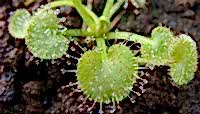 Drosera prolifera | Rosnatka rozrůstavá | 2 - 4 cm