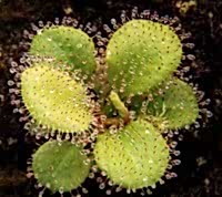 Drosera schizandra | 2 - 4 cm