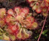 Drosera spathulata | Rosnatka