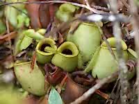 Nepenthes ampullaria (Brunei) - zelená | Láčkovka baňatá