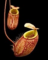 Nepenthes bellii | Láčkovka