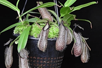 Nepenthes hamata | Lumut x Tambusisi  | Láčkovka