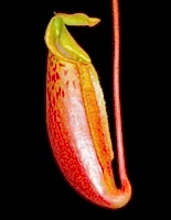 Nepenthes (veitchii x lowii) x mira | 6 - 10 cm