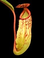 Nepenthes (veitchii x mira) x klossii | 6 - 10 cm