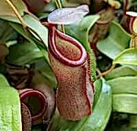 Nepenthes x Rebecca soper | 8 - 10 cm