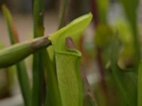 Sarracenia alata | špirlice bledá