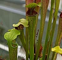 Sarracenia oreophila | špirlice náhorní