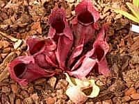 Sarracenia purpurea ssp. burkii | špirlice nachová