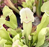 Sarracenia purpurea ssp. purpurea | White ghost | špirlice nachová