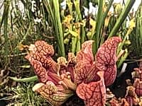 Sarracenia purpurea ssp. venosa | Clementina