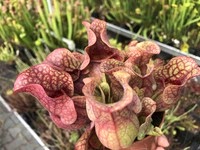 Sarracenia purpurea ssp. venosa | Silvia