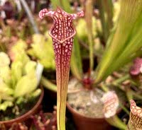 Sarracenia x leucophylla | špirlice