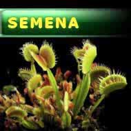 Semena | Dionaea muscipula - Mucholapka podivná | směs klonů