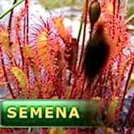 Semena | Drosera anglica - Rosnatka anglická