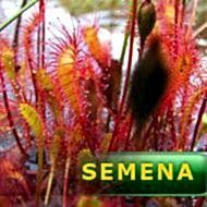 Semena | Drosera anglica (Švýcarsko) - Rosnatka anglická