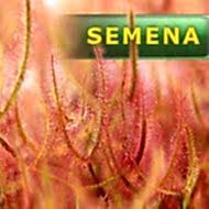 Semena | Drosera binata var. binata (New Zealand) - Rosnatka dvojitá