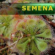 Semena | Drosera burmannii - Rosnatka Burmannova