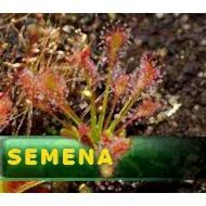 Semena | Drosera intermedia - Rosnatka prostřední