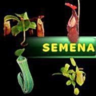 Semena | Nepenthes - Láčkovka | směs druhů