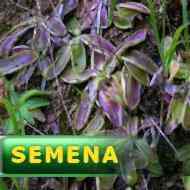 Semena | Pinguicula vulgaris (Francie) - Tučnice obecná | červenolistý typ