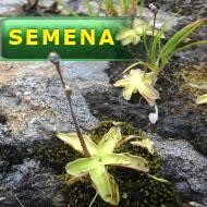 Semena | Pinguicula vulgaris (Švýcarsko) - Tučnice obecná