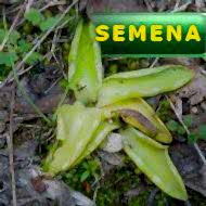 Semena | Pinguicula vulgaris - Tučnice obecná