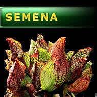 Semena | Sarracenia purpurea - Špirlice nachová