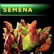 Semena | Sarracenia purpurea var. purpurea (Leder Pond) - Špirlice nachová